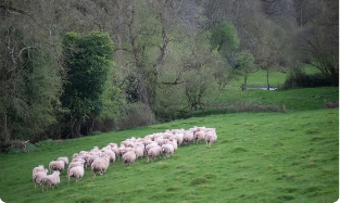 Livestock grazing on pasture